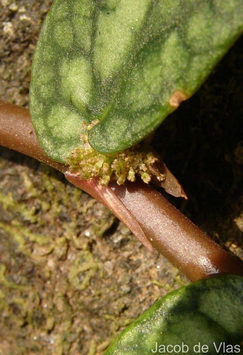 Procris repens (Lour.) B.J.Conn & Hadiah